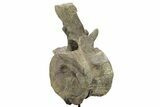 Sauropod (Camarasaurus) Caudal Vertebra - Absolutely Massive #209202-5